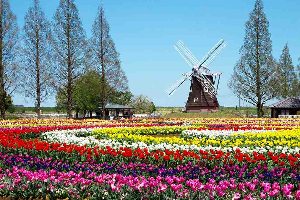 荷兰风车