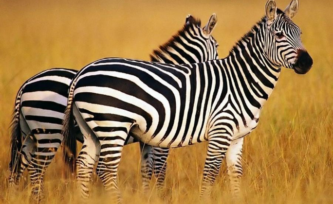 <10日>2025暑假 环境与动物保护探索营 肯尼亚探访联合国环境署总部+易起旅行+亲子游学