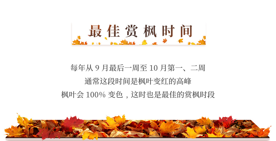 枫叶最佳时间 枫叶最佳时间