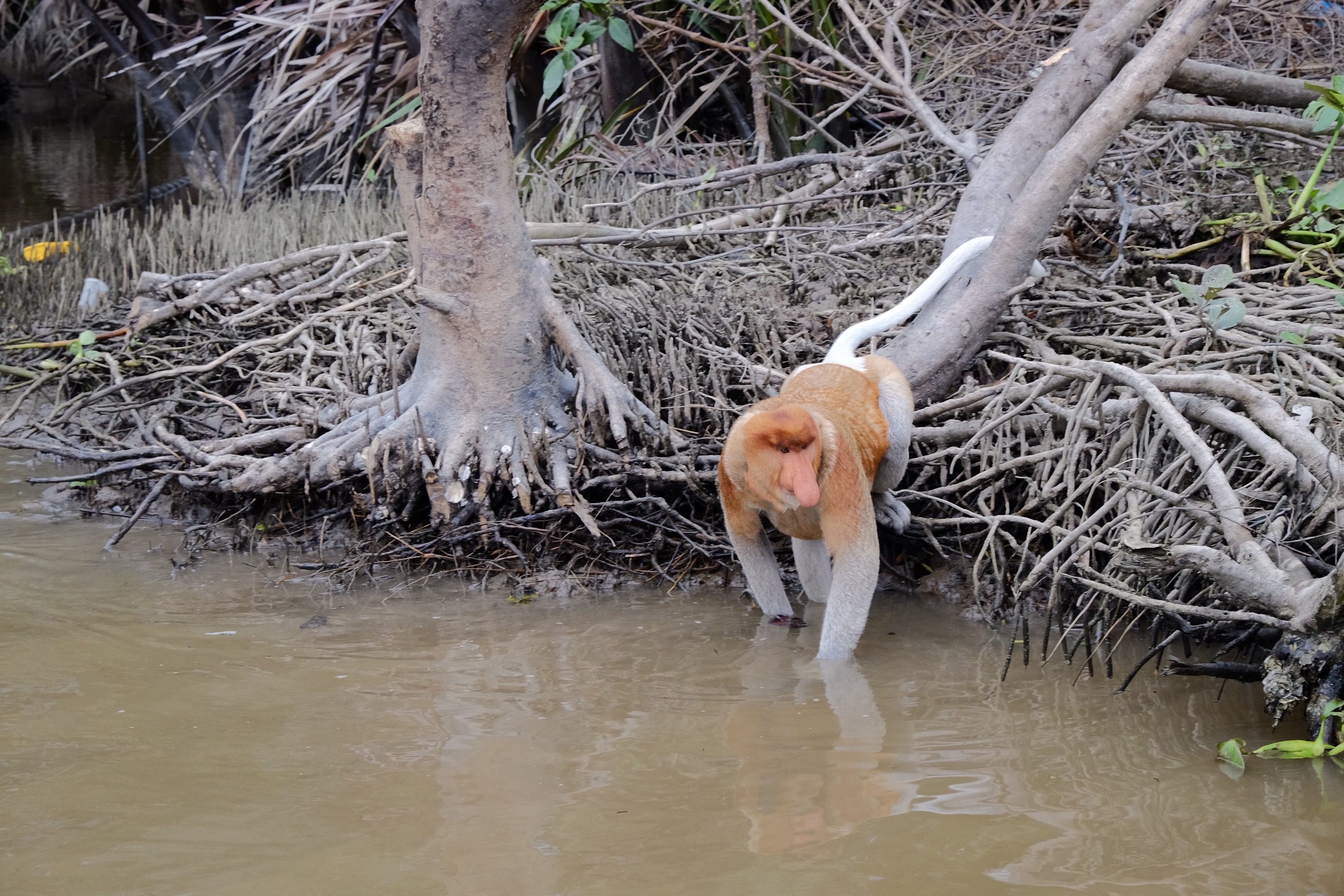 咔哇咔哇村娜娜蒙萤火虫日落游船