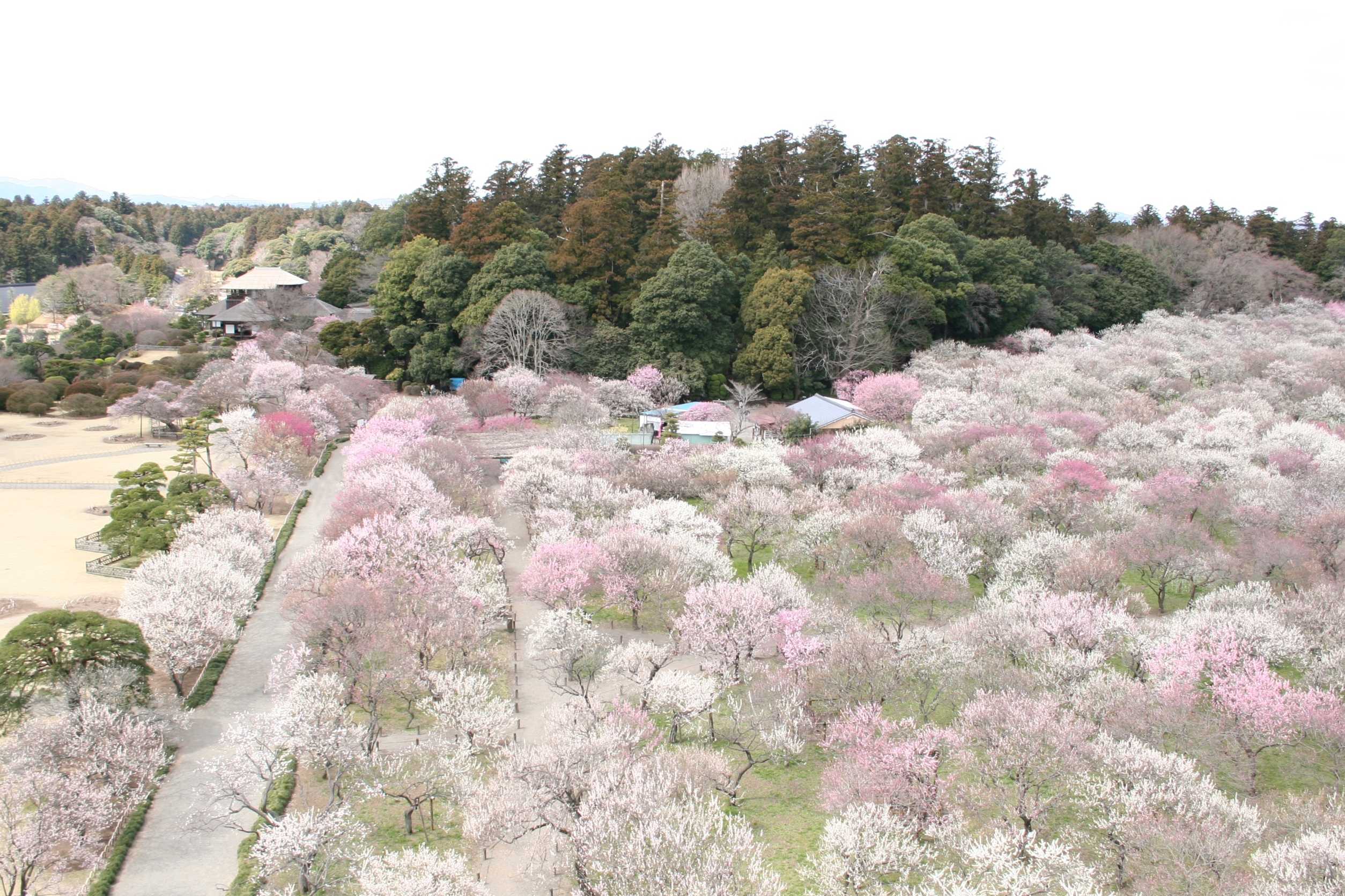 偕乐园门票（茨城）
