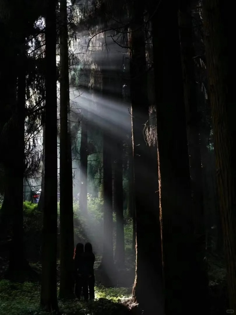 贵州暮光森林徒步1日游（2-8人小团）