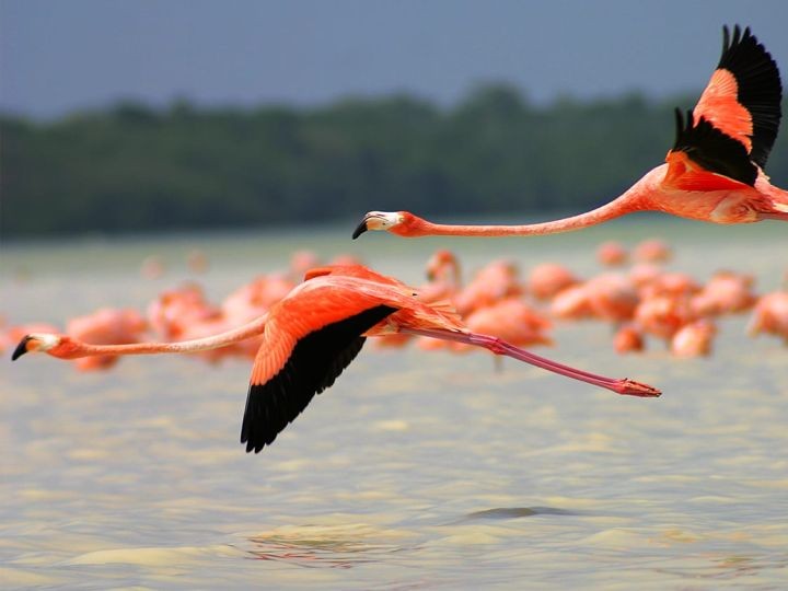 墨西哥科洛拉达斯粉红湖 & 里奥拉加托斯乘船游