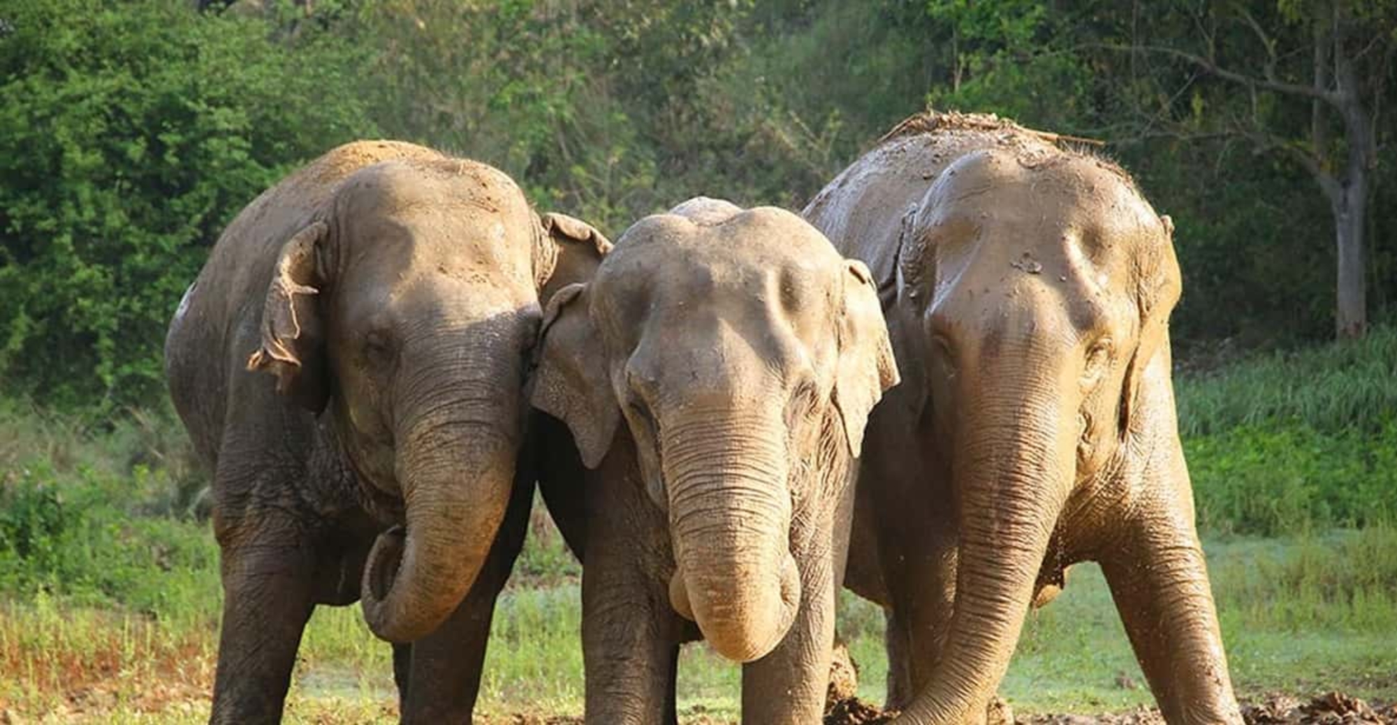 从德里出发：大象保育中心 - 野生动物体验