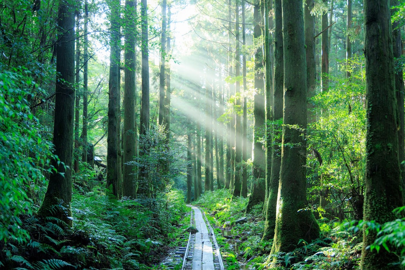 屋久岛徒步之旅