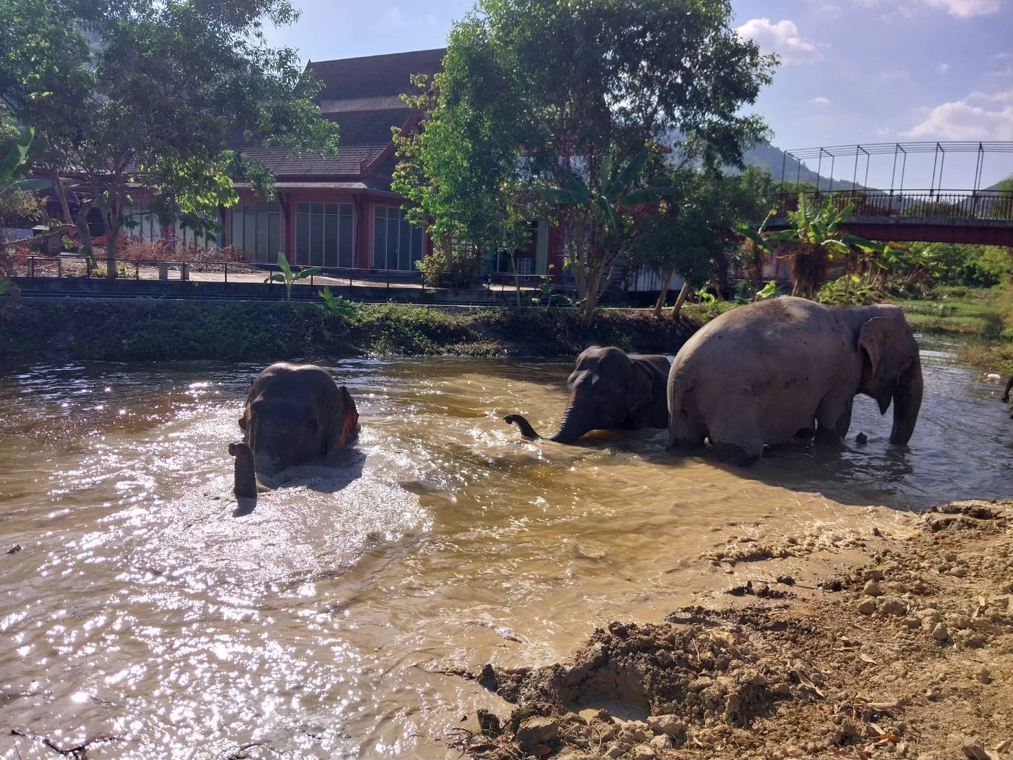 普吉岛自由大象保护区 