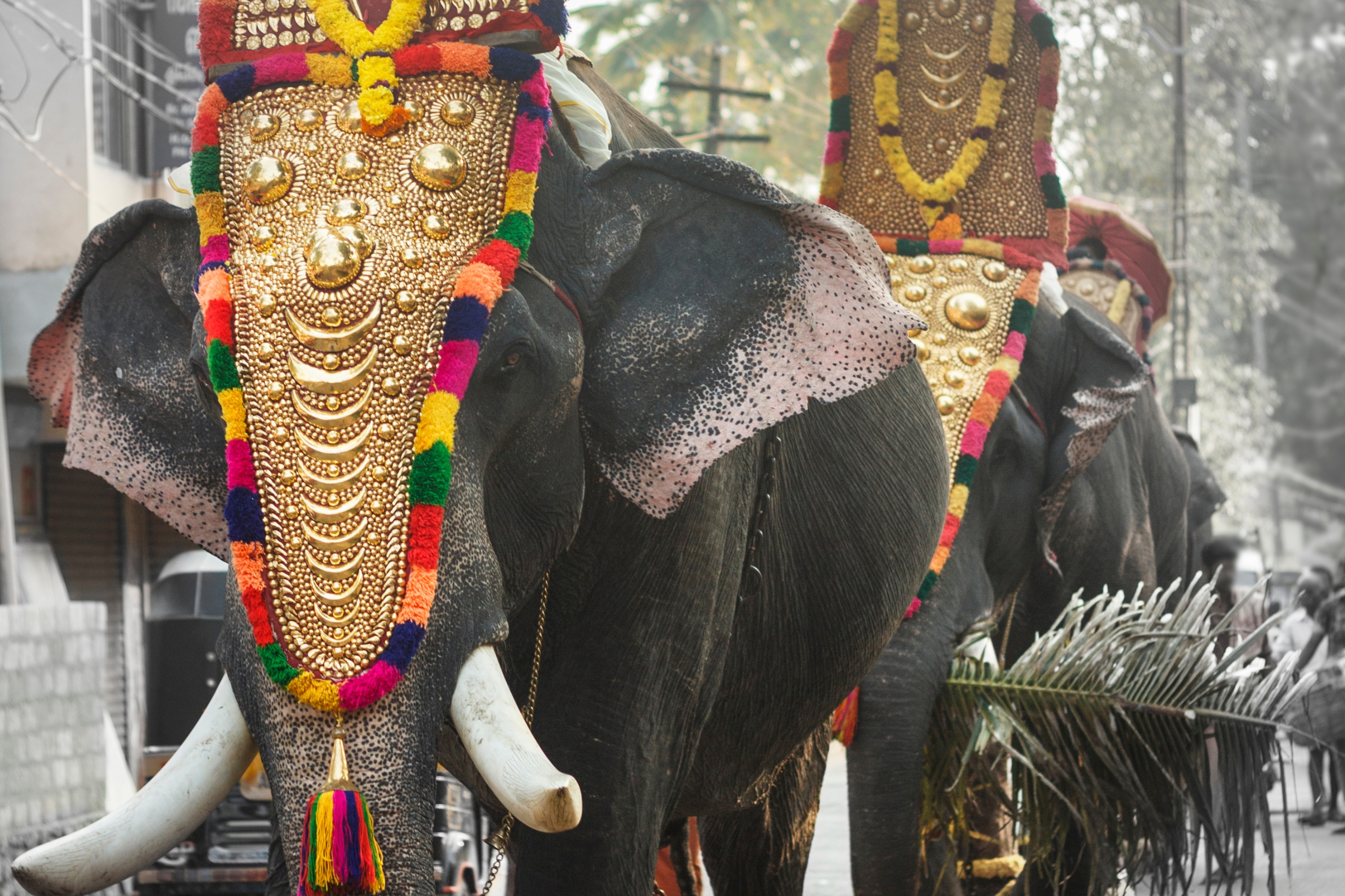 从高知出发：科钦堡一日游（含荷兰宫殿）