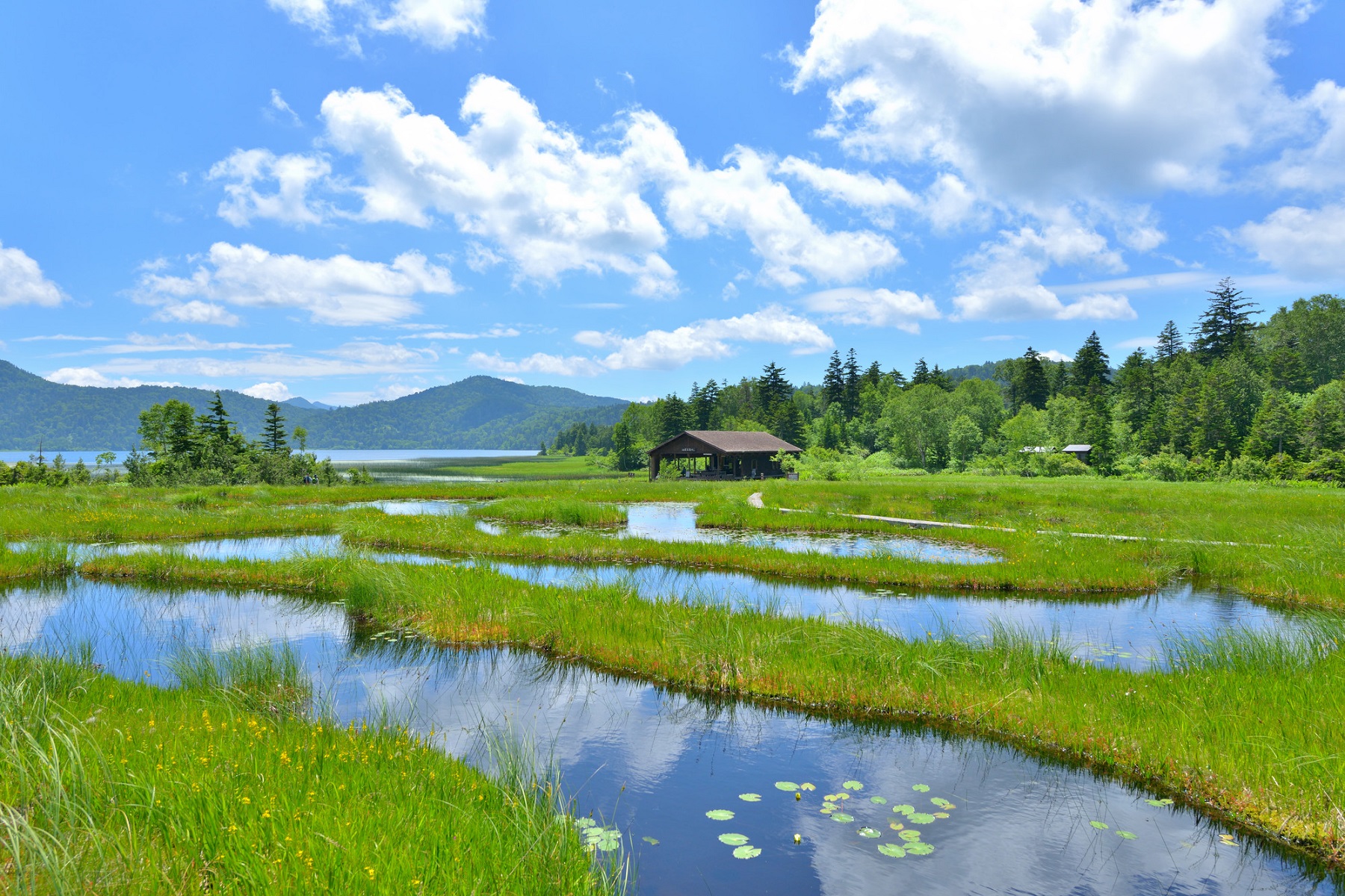 日本最大高原湿地「尾濑之原」＆尾濑国立公园健行一日游 (东京出发)