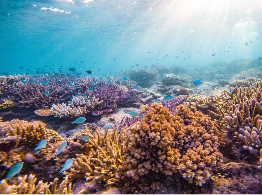 斐济骑马与滑沙下午游