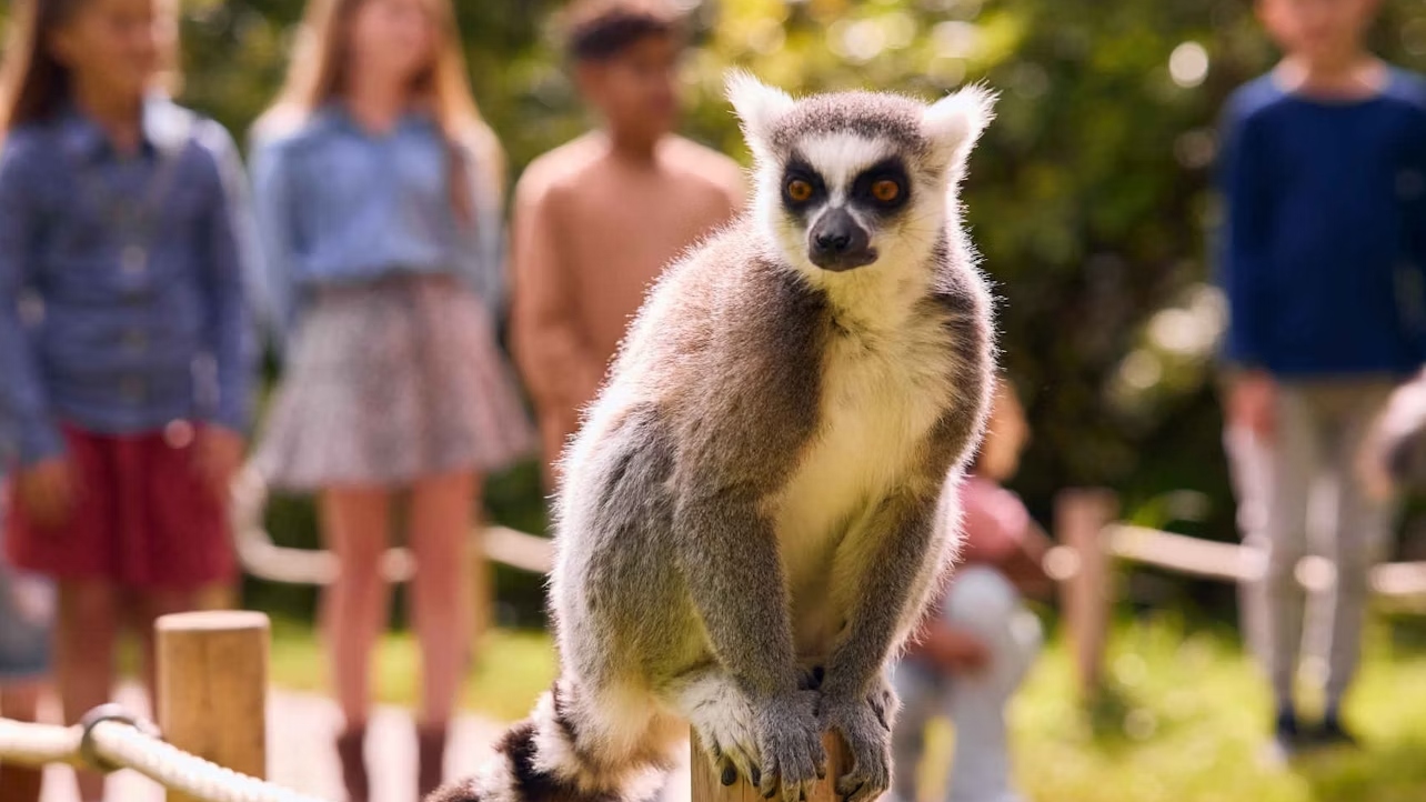 吕伐登水族动物园门票
