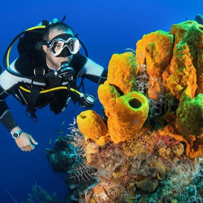 博德鲁姆水肺潜水之旅（含午餐和往返接送）