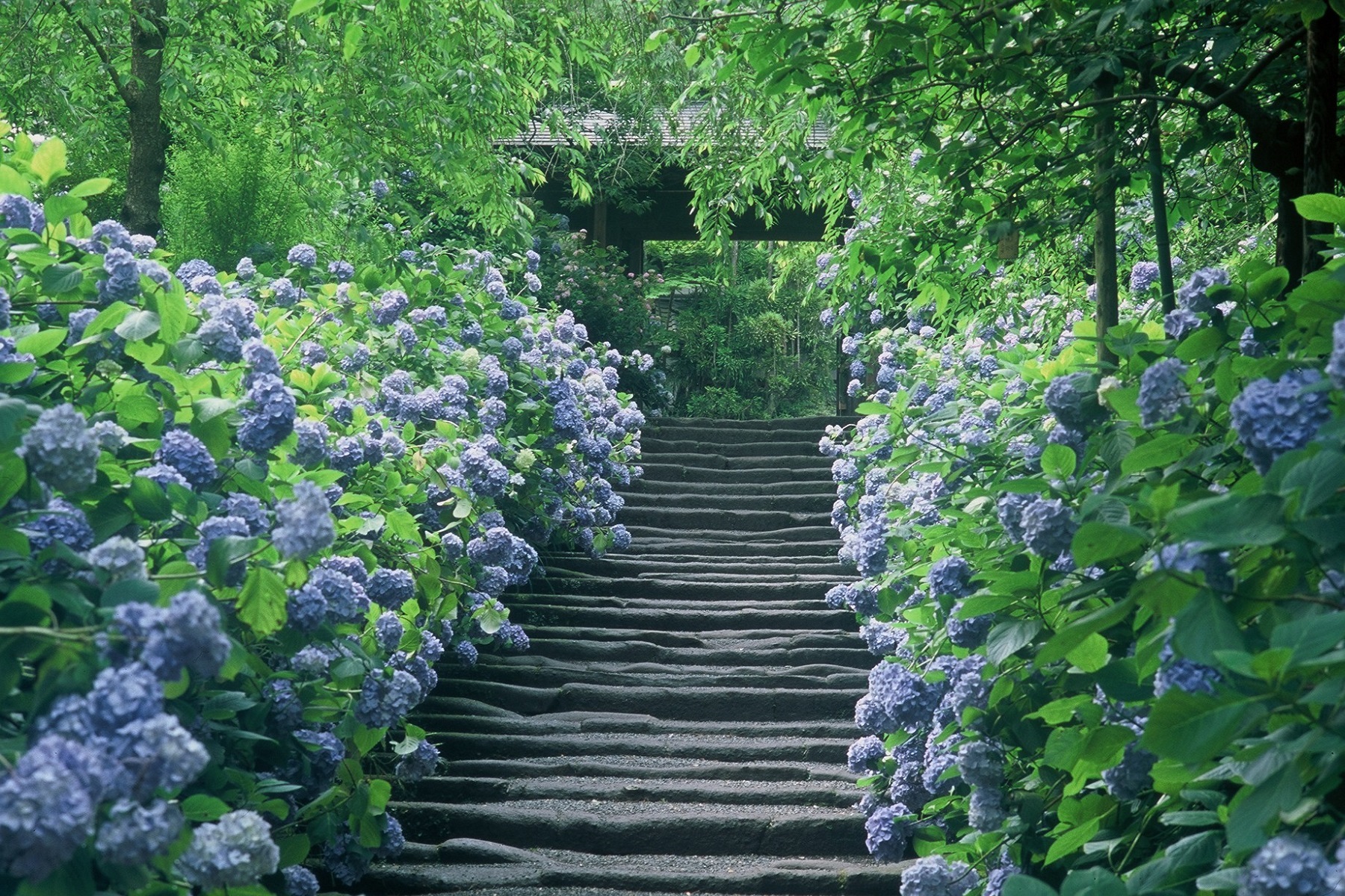 镰仓: 赏花一日游明 - 月院＆长谷寺＆江之岛＆鹤冈八幡宫 (东京出发)