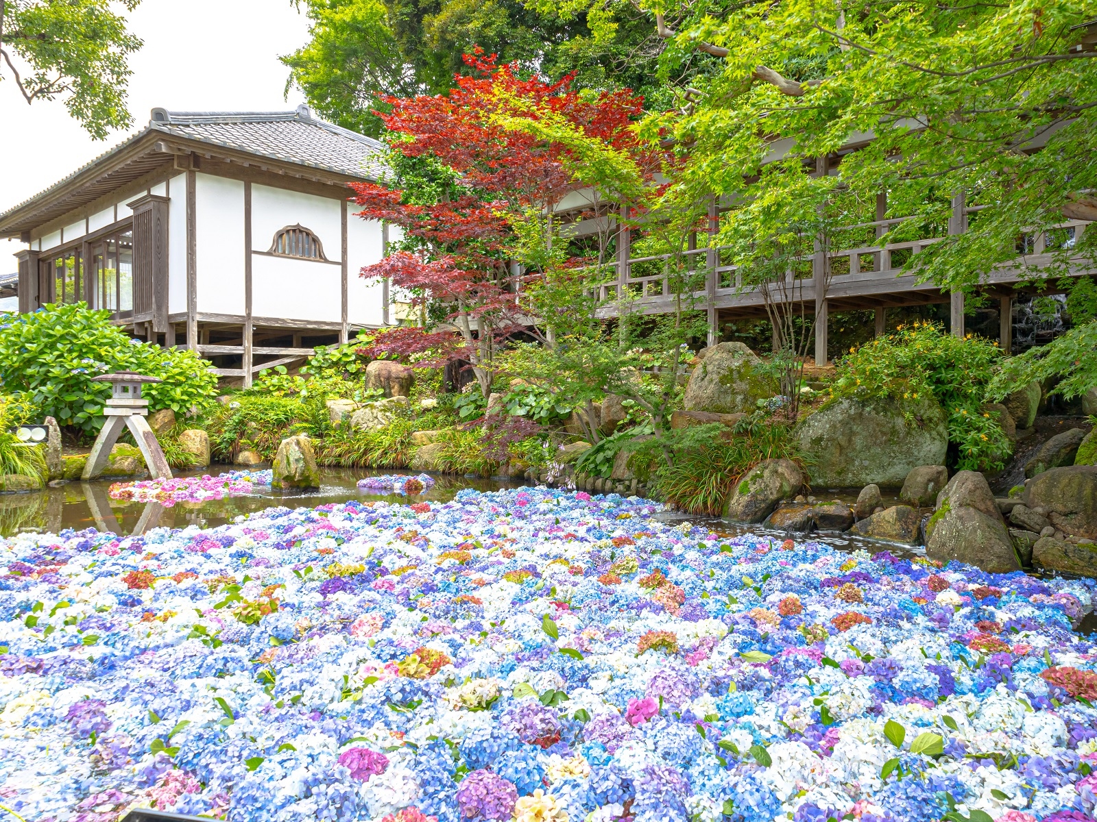 雨引观音绣球花祭 & 茨城花卉公园 & 大洗矶前神社「海上鸟居」一日游 (新宿出发)