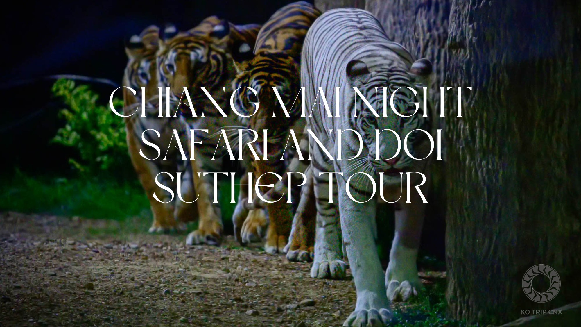 清迈夜间动物园和素贴山半日游