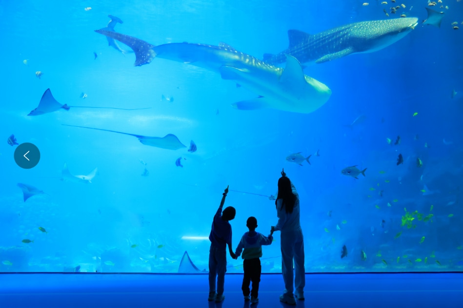 珠海长隆海洋王国旅拍（专业摄影+含精修+底片全送）