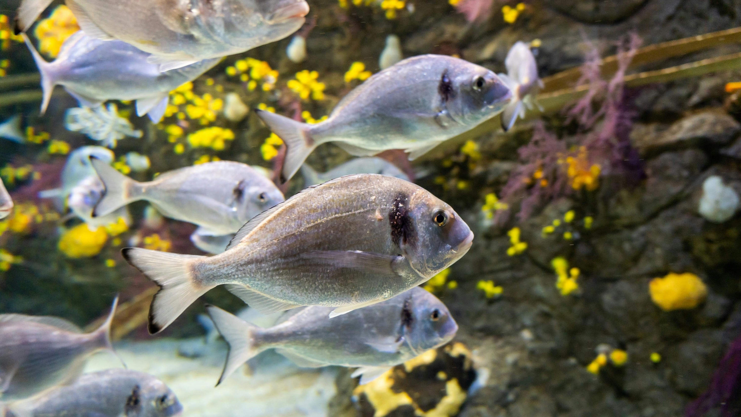 奥格罗韦水族馆门票