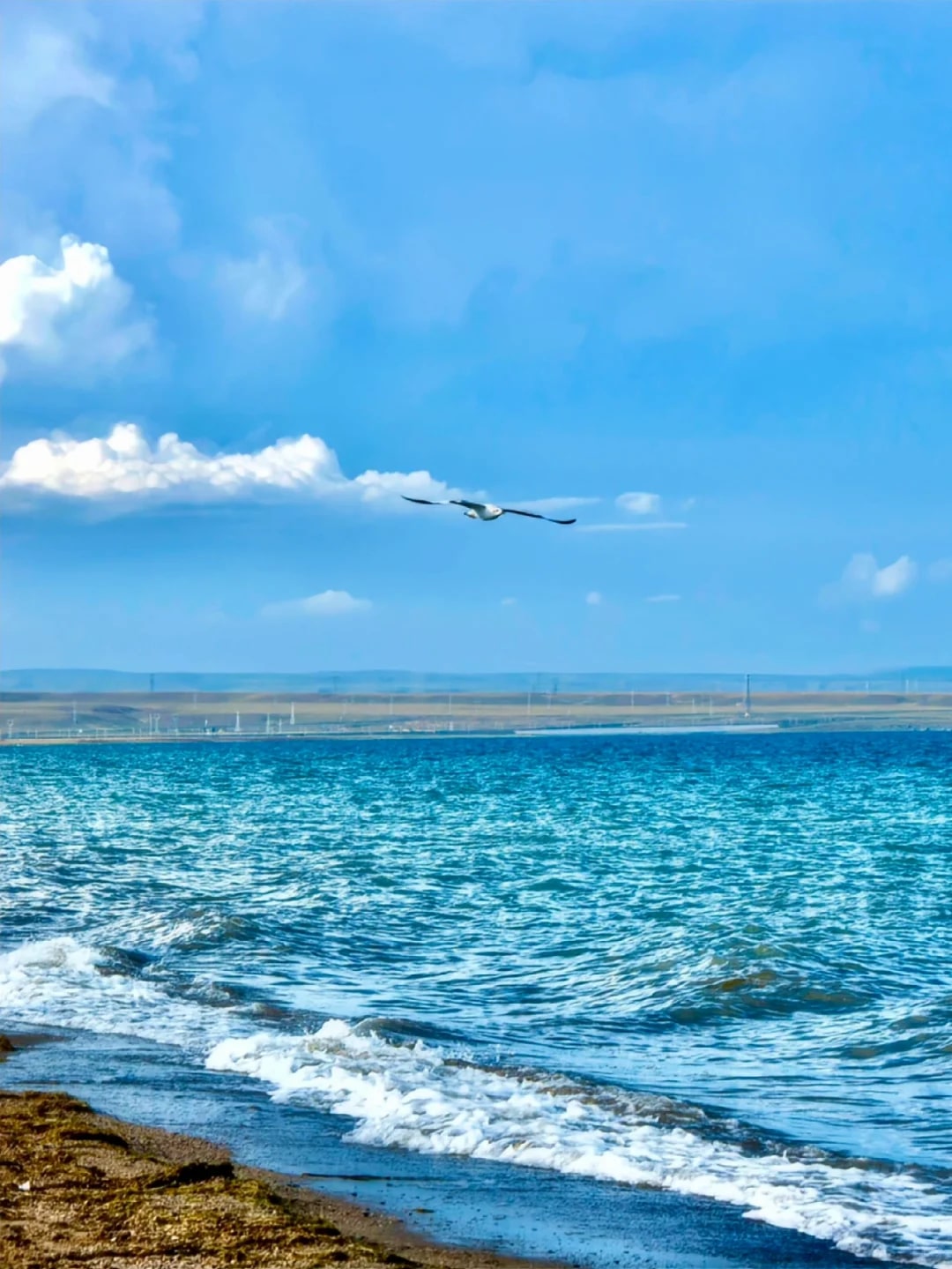 西宁青海湖+日月山+拉脊山+塔尔寺一日游（邂逅青藏秘境，开启心灵净化之旅）