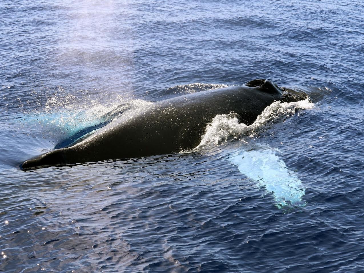 欧胡岛晨间航游和浮潜体验（夏威夷）