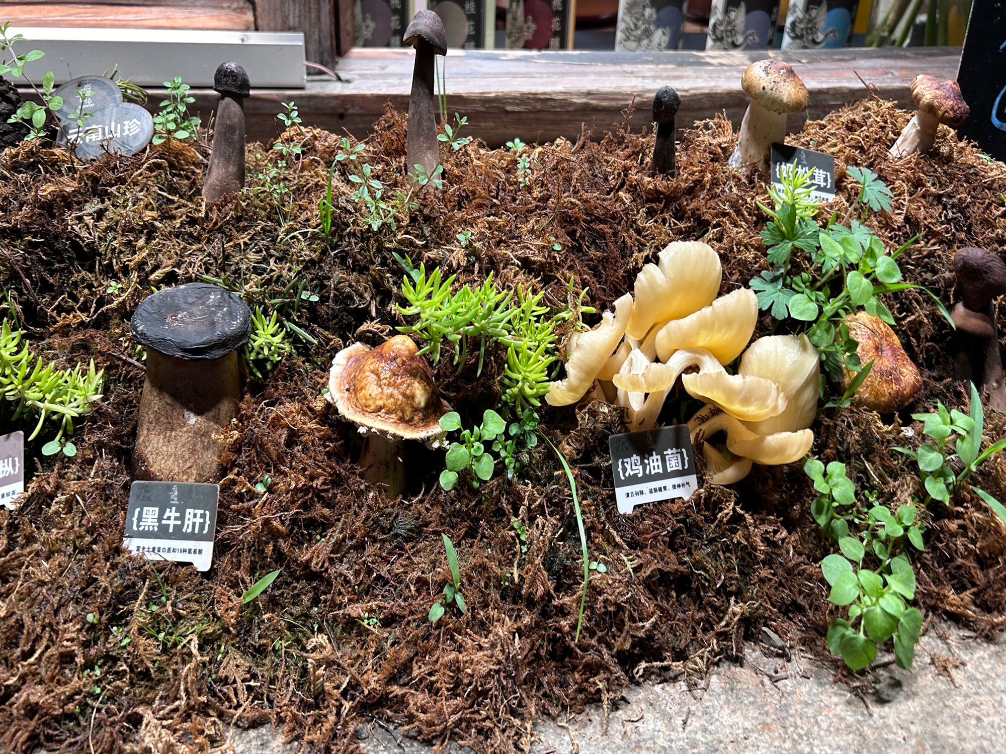 云南丽江山野寻菌&纳西美食文化一日游（跟随当地向导体验采摘野生菌&当地农家午餐体验/野生菌火锅&扎染体验&白沙古镇/束河古镇二选一探索）