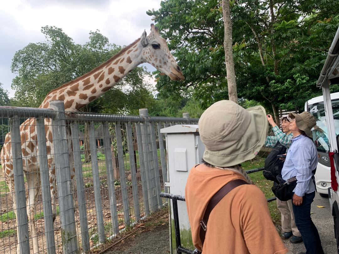从槟城出发，探访霹雳市红毛猩猩和动物园  