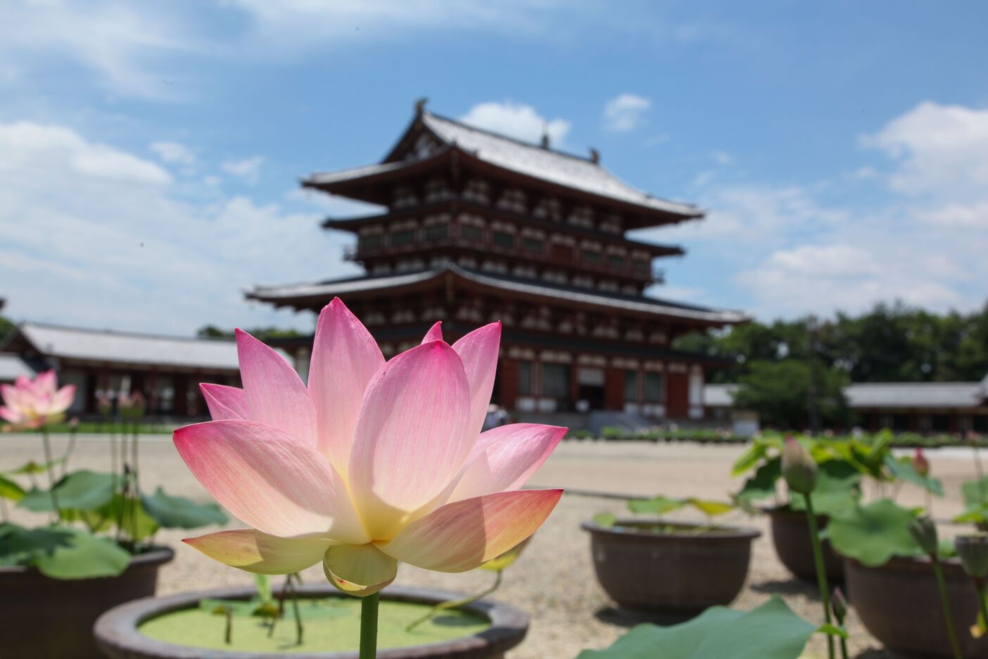 奈良: 西之京莲花路四寺通票 (西大寺 & 喜光寺 & 唐招提寺 & 药师寺)