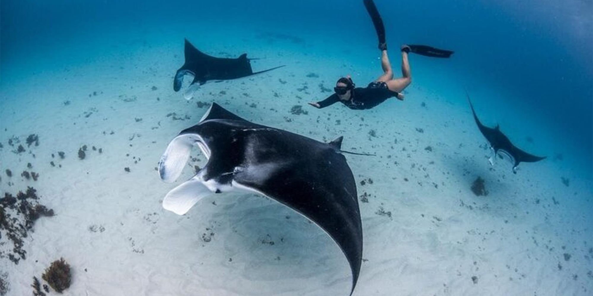 佩尼达岛蝠鲼点浮潜和东海岸之旅