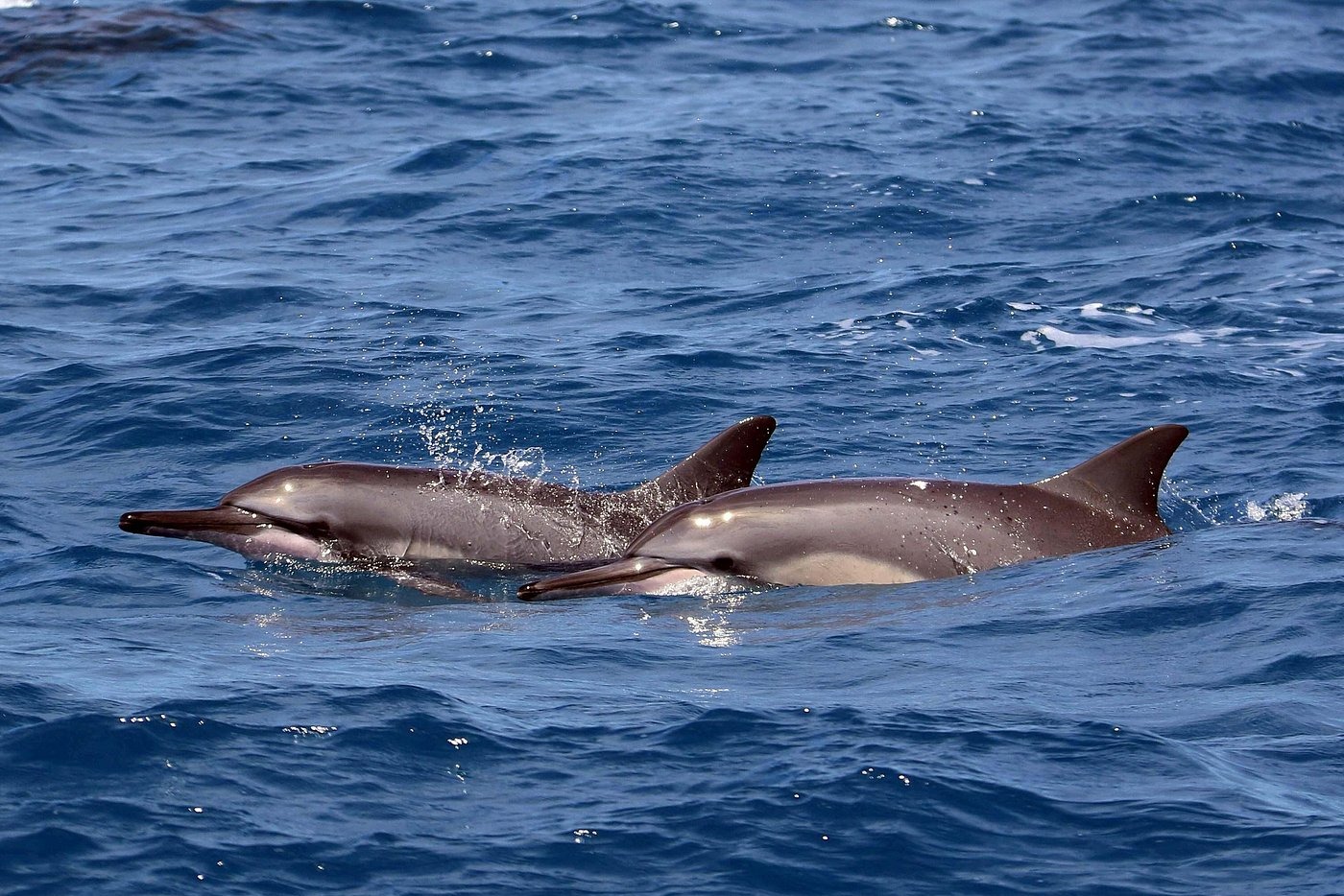 科奥利纳午后浮潜巡游