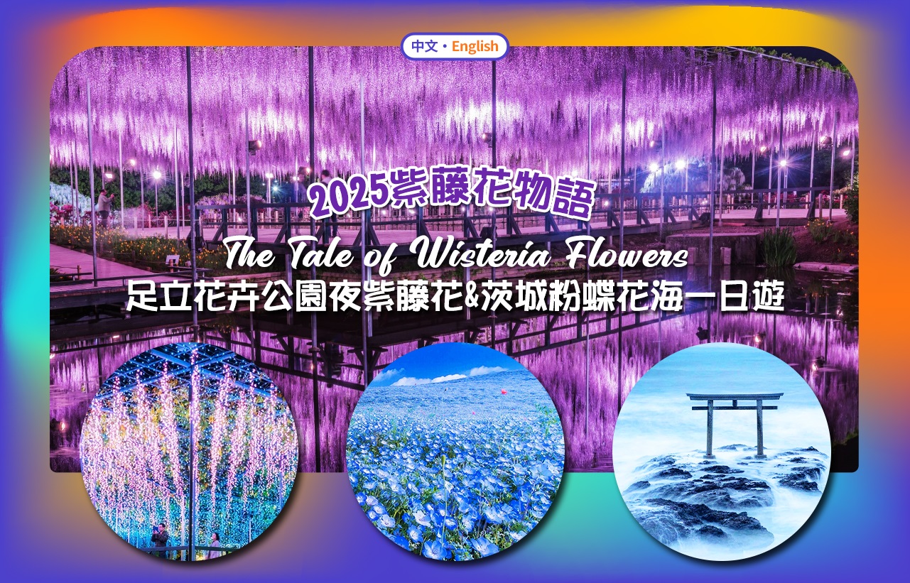【紫藤花物语&粉蝶花海】足利花卉公园夜紫藤花&茨城国营海滨公园粉蝶花海&神矶鸟居一日游（东京出发）