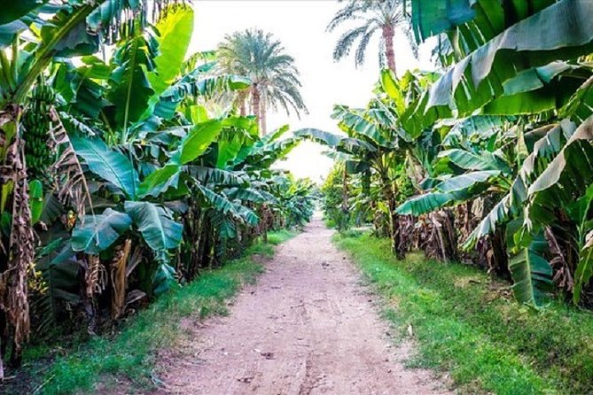 从卢克索出发的香蕉岛之旅