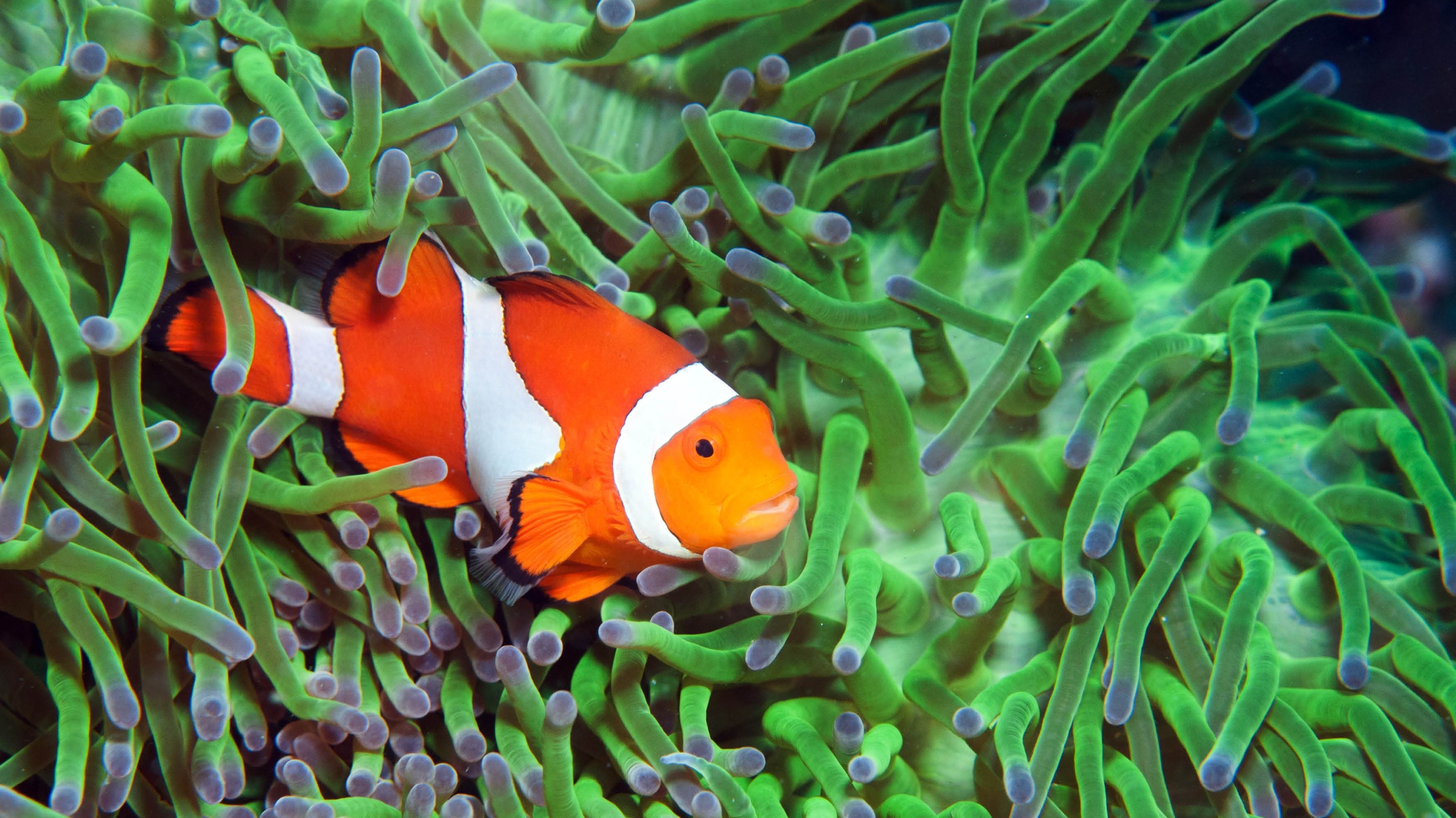 卡托利卡水族馆门票