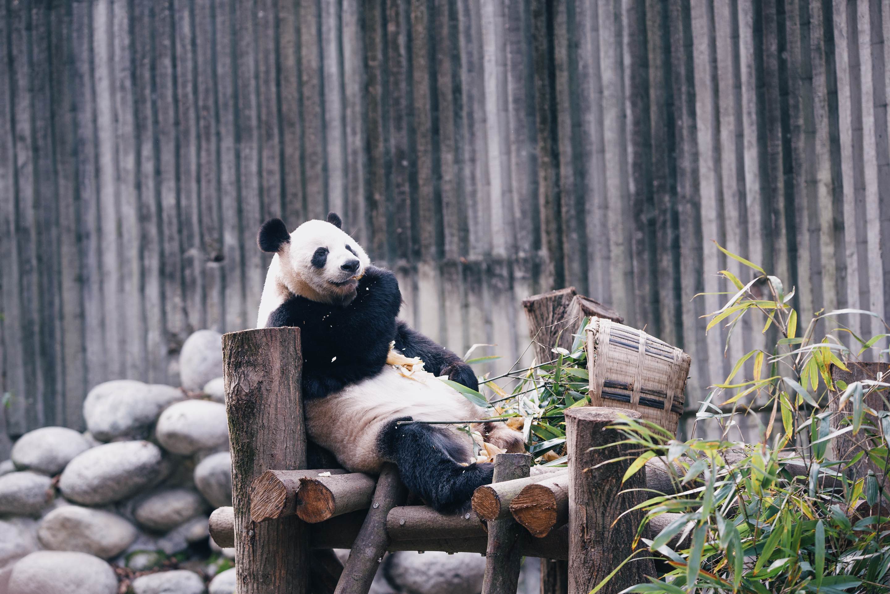 成都大熊猫基地+杜甫草堂私人尊享一日游