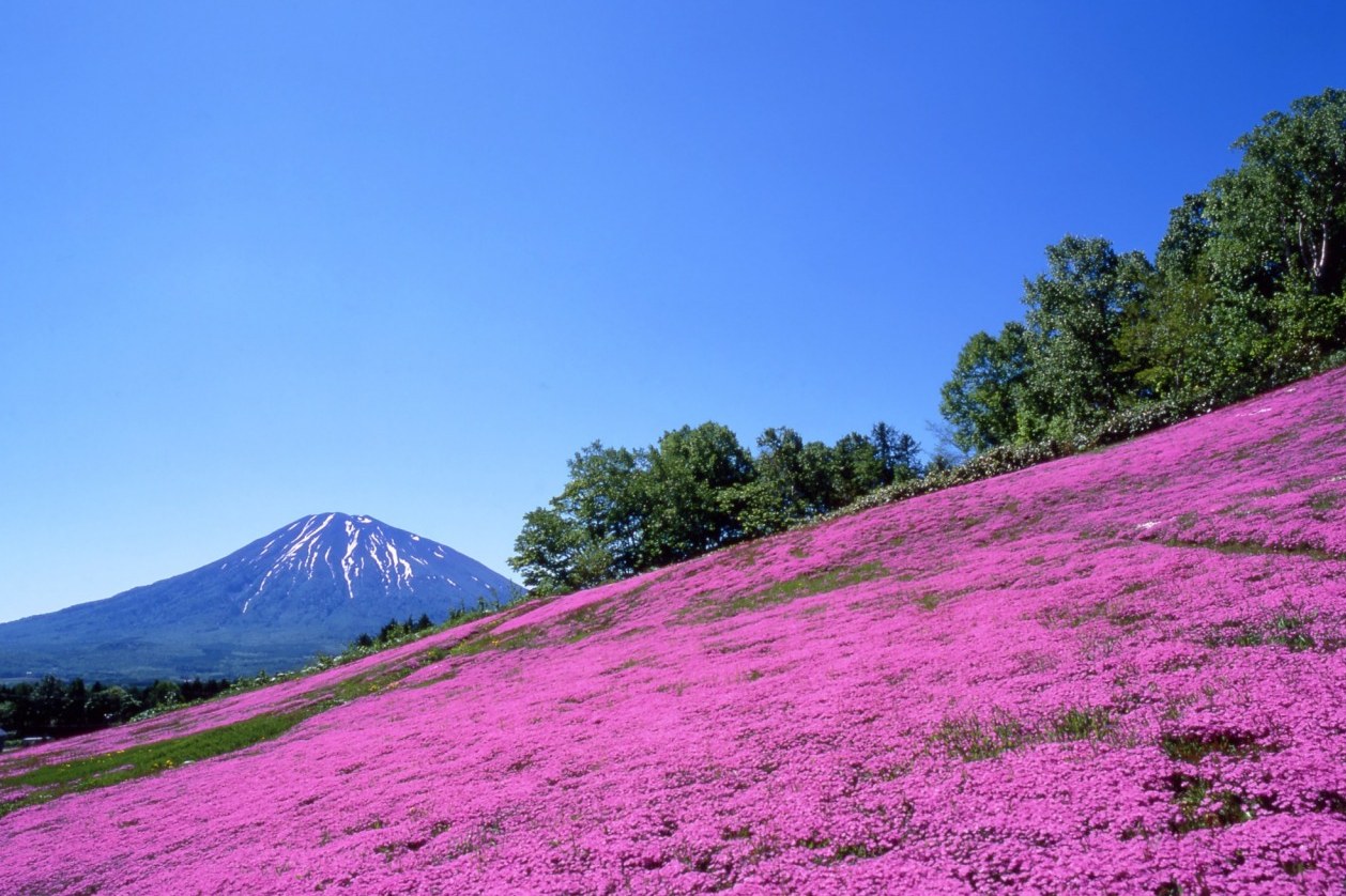 二世谷赏樱骑行一日游 | 沉浸式探索北海道乡野风光（札幌出发）