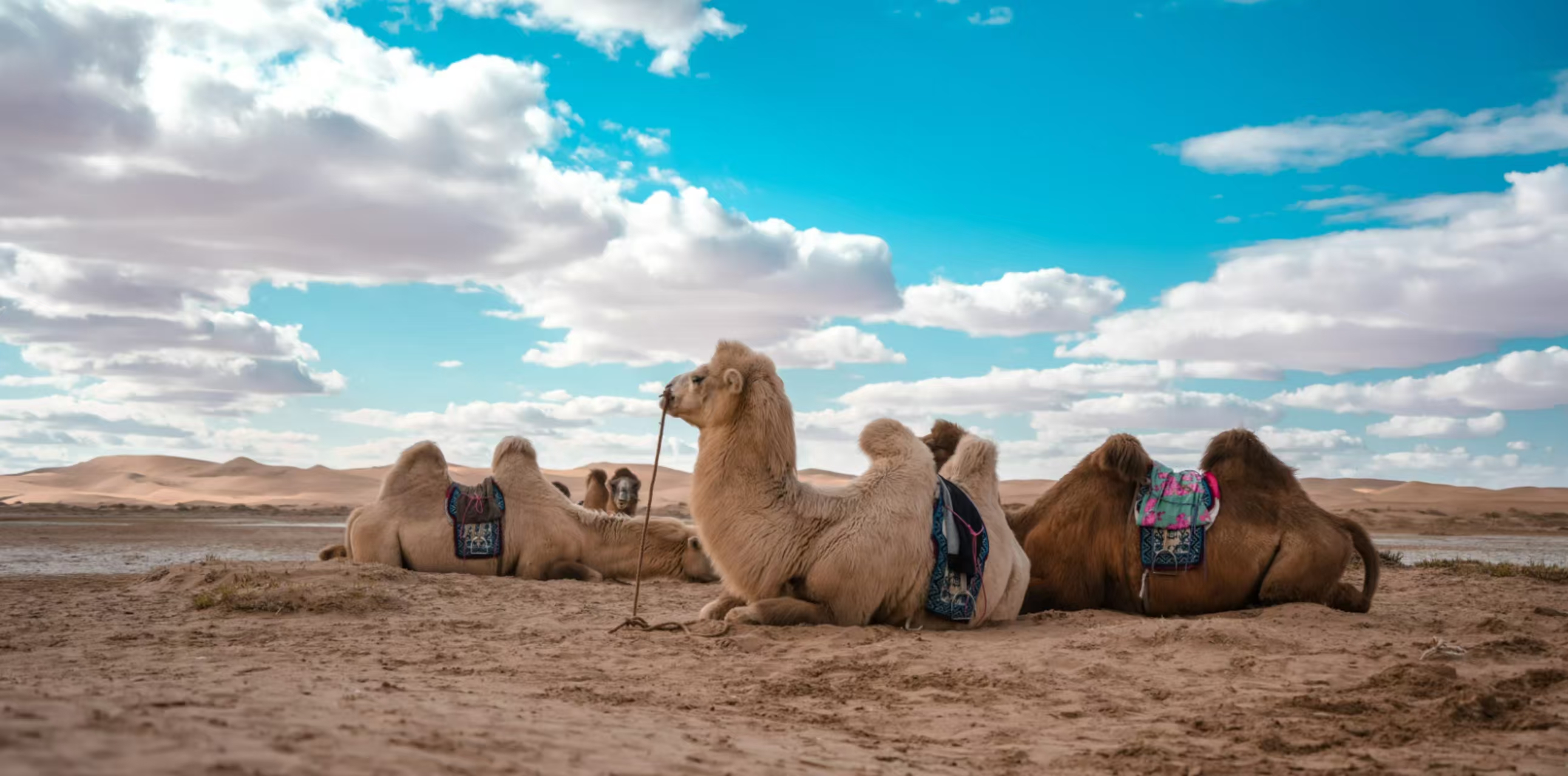 宁夏趣游5日私家 （镇北堡影视城+贺兰山岩画+西夏陵+沙坡头+览山公园+水洞沟+腾格里沙漠+漫葡看见贺兰·沉浸式演绎小镇）