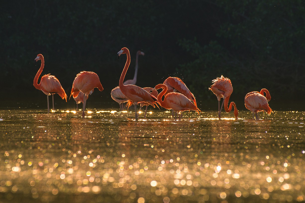 墨西哥塞莱斯顿自然保护区导览游