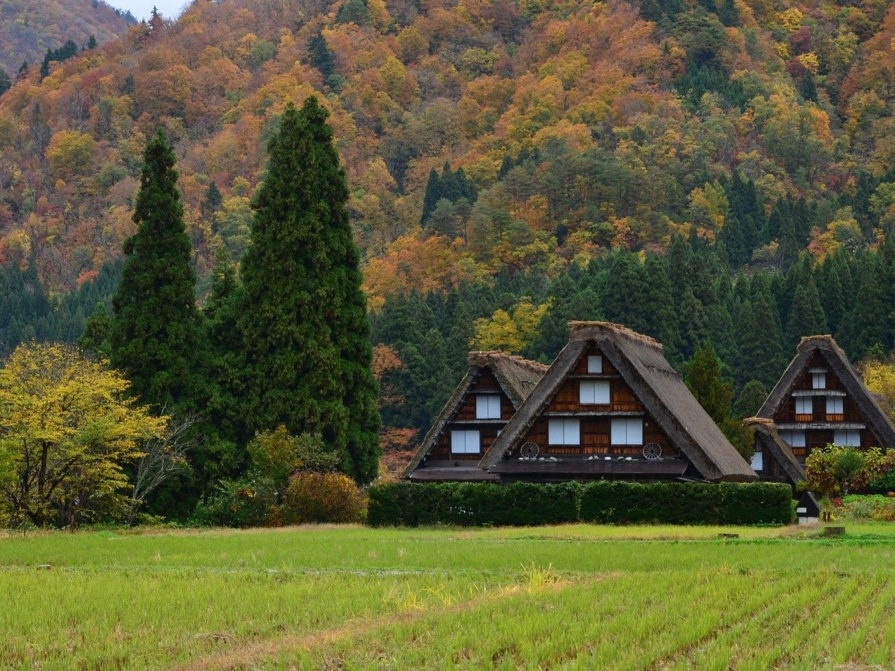白川乡线路巴士车票