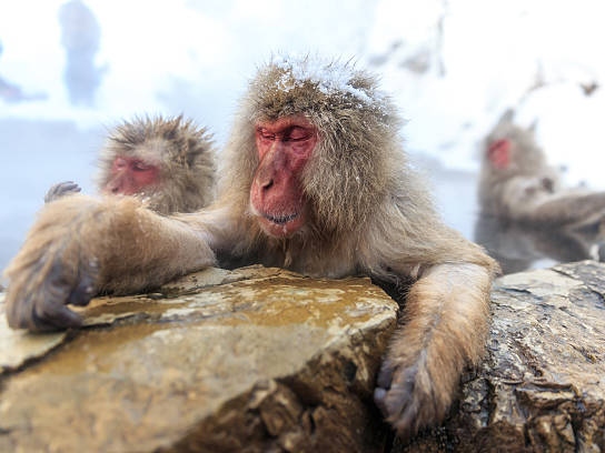 地狱谷猴园、善光寺和松本城私人一日游