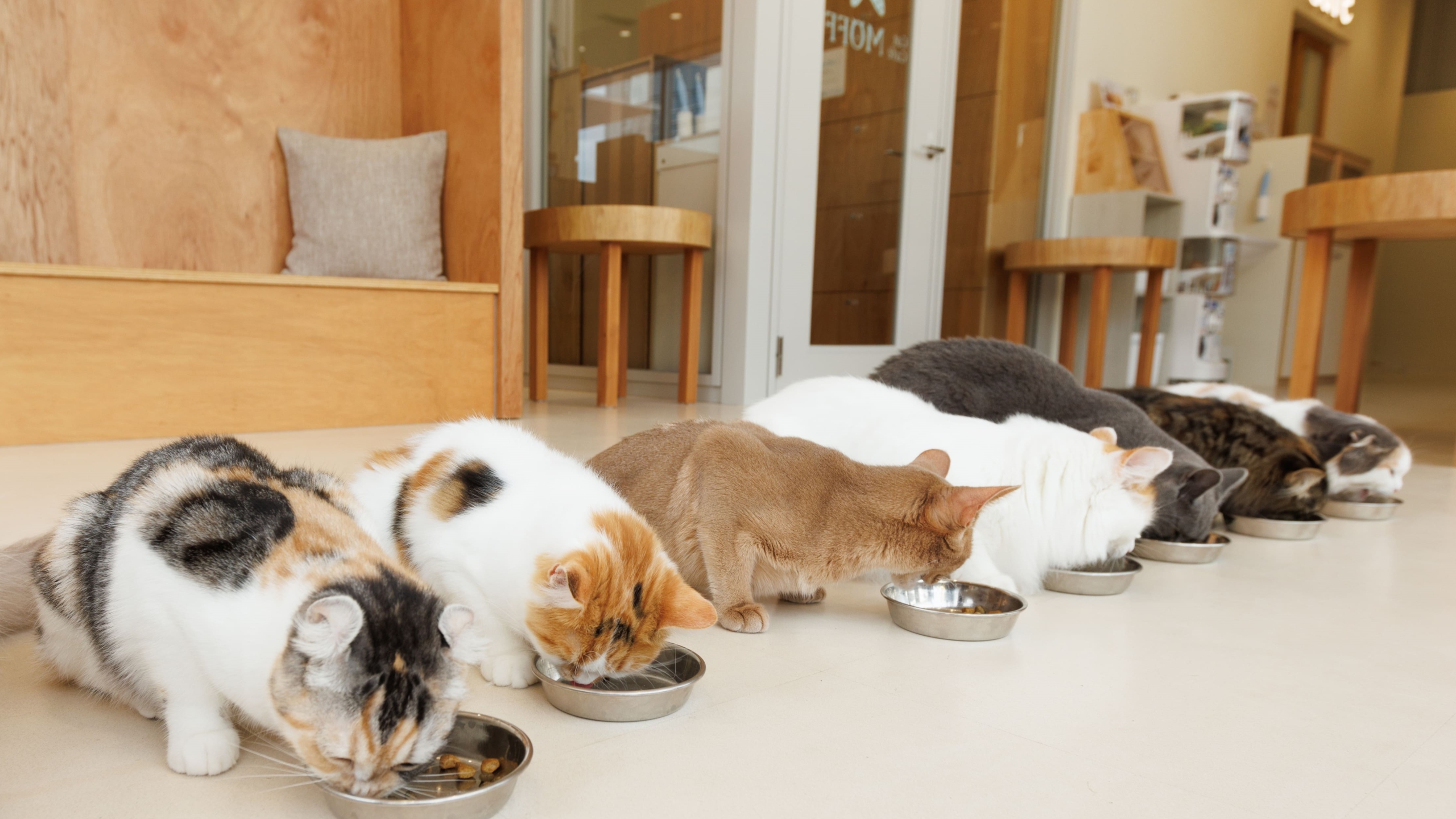 猫咪咖啡厅 MOFF CUTE CUBE 原宿门票