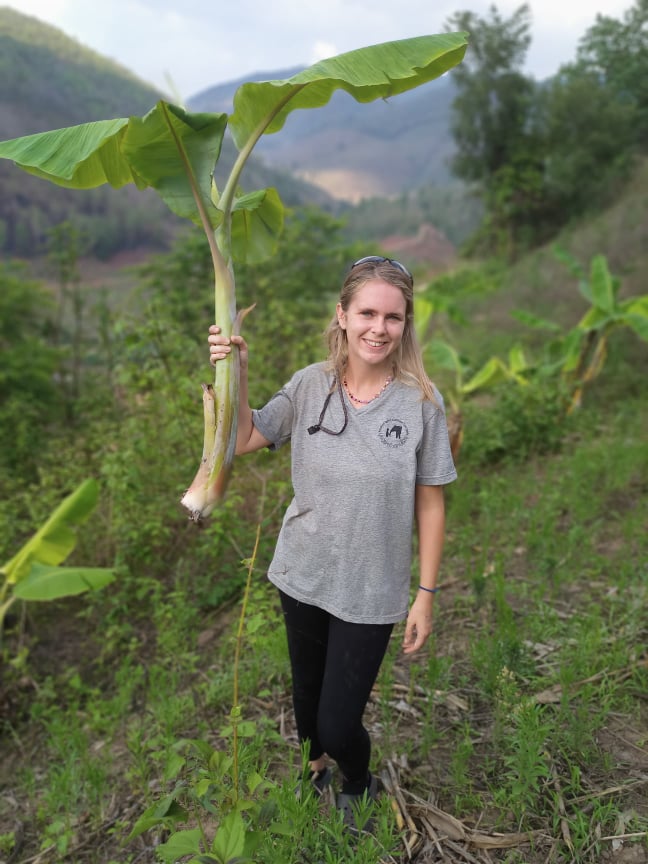 清迈：重植森林与探险