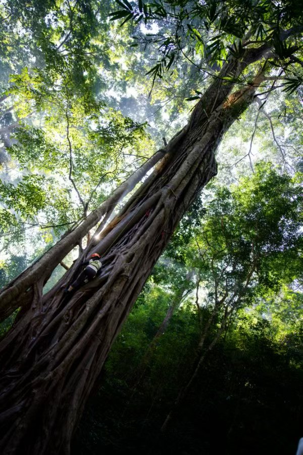 【私享定制团】映趣云南·森野版纳（入住安纳塔拉&雨林溯溪·邂逅野象·傣文研学,山野大餐、夜探萤火虫)