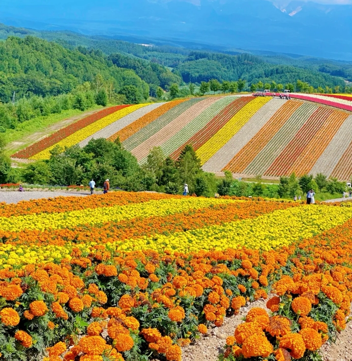 北海道美瑛富良野一日游 | 云霄飞车之路+四季彩之丘+青池+白须瀑布+富田农场彩虹花田