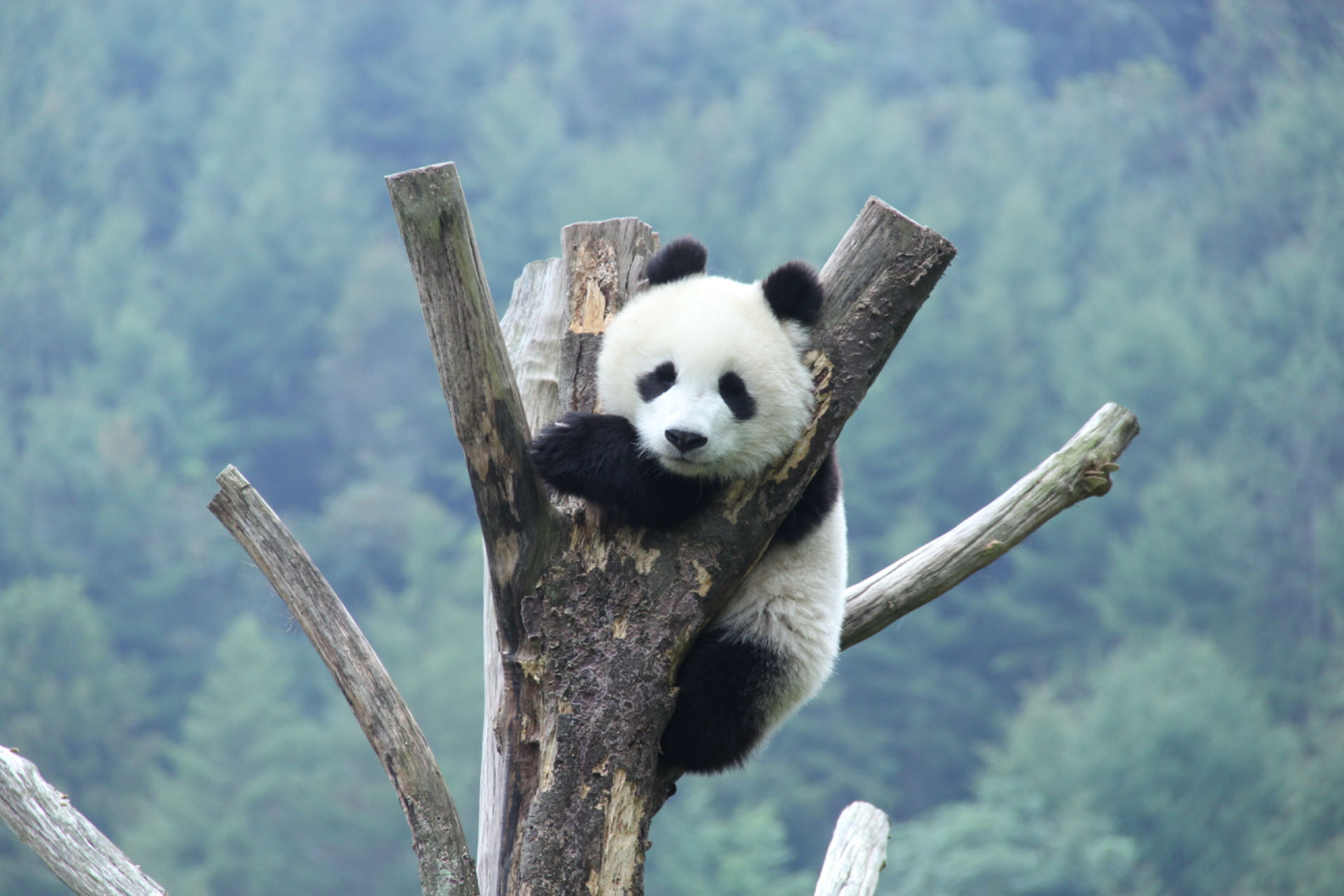 卧龙中华大熊猫苑、都江堰水利工程一日游｜私家团｜可加购“大熊猫志愿者”活动