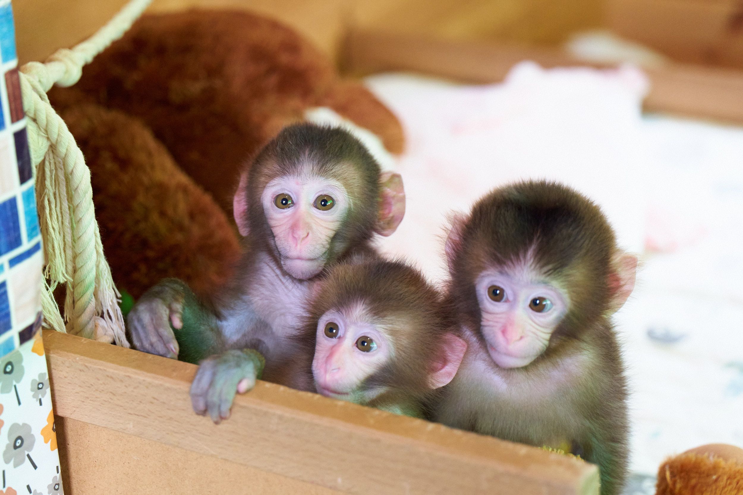 日光猴子乐园与安妮镇门票