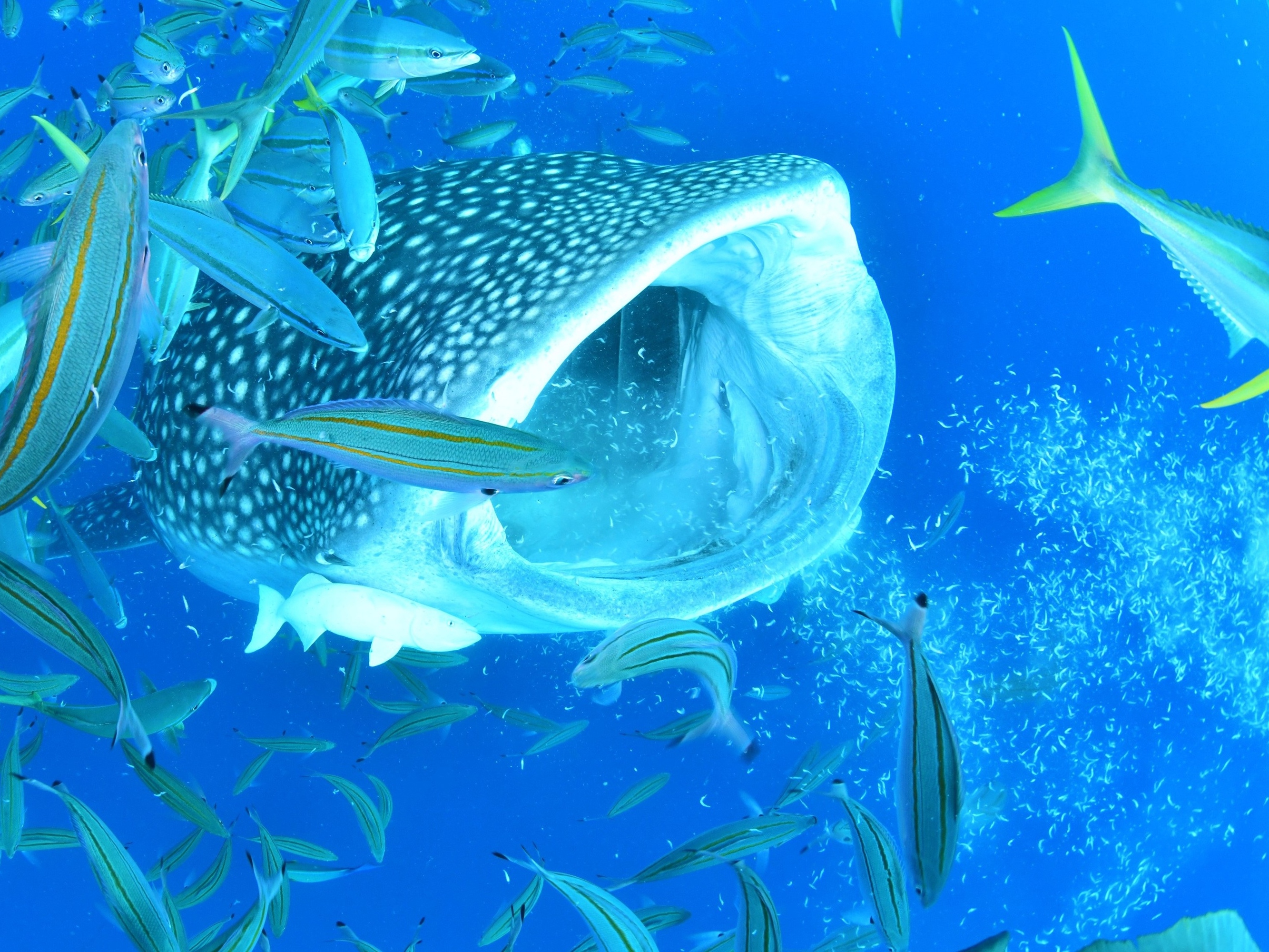 冲绳鲸鲨浮潜和潜水