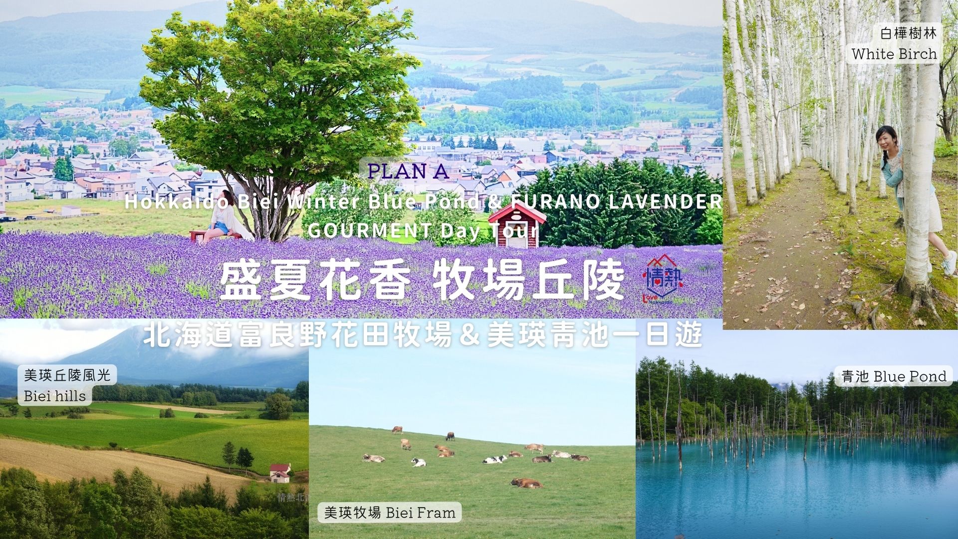 北海道｜夏日富良野浪漫薰衣草一日团｜札幌出发