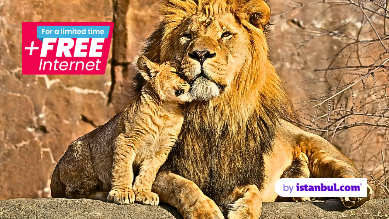 伊斯坦布尔野生动物园狮园门票