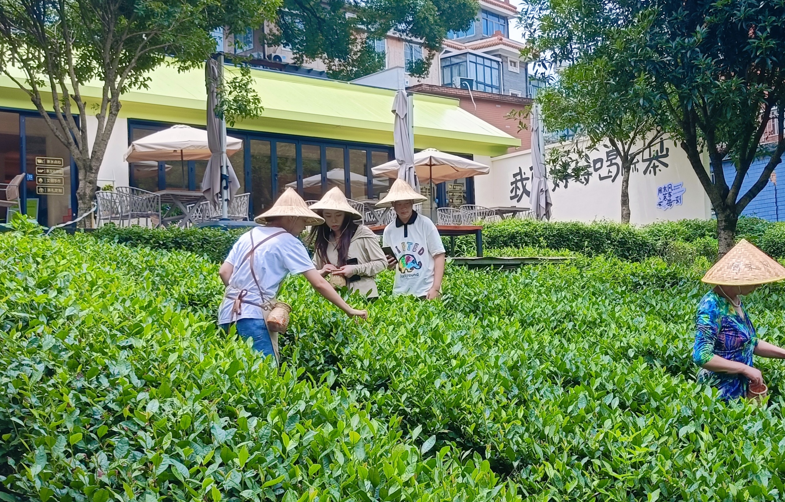 茶乡采茶轻徒步，探索富氧水库的奥秘所在