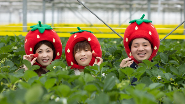 MIGAKI FARM草莓采摘体验（宫城）