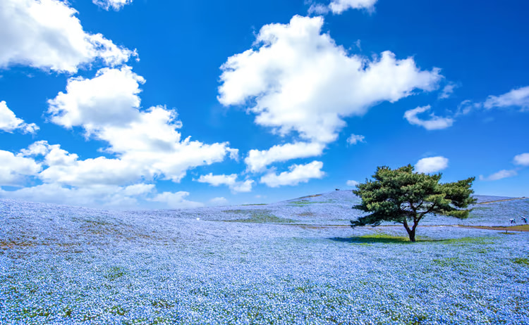 茨城国营常陆海滨公园 ＆大洗神矶鸟居一日游