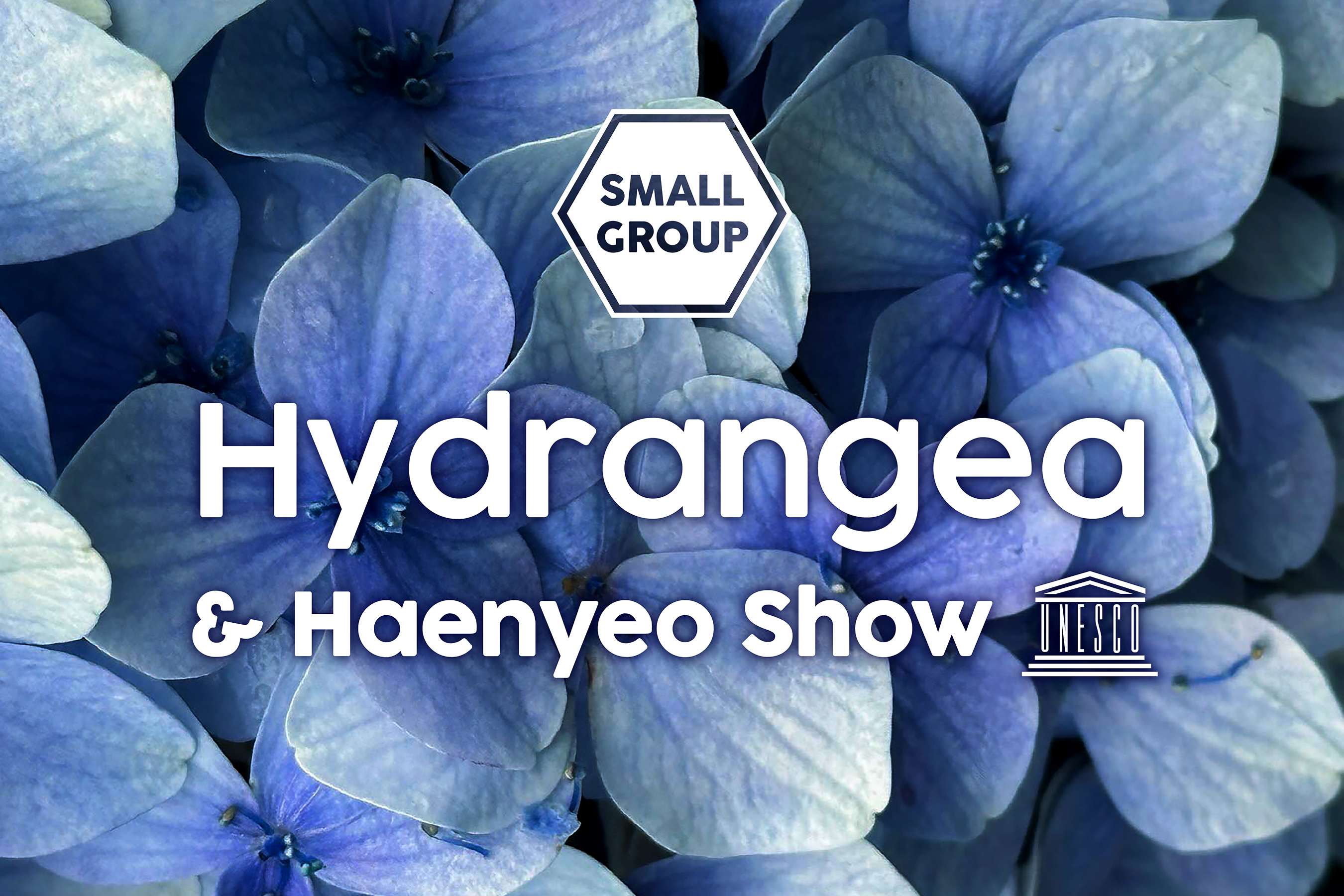 济州赏樱及草莓采摘小团一日游