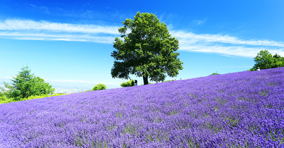 【北海道私人包车】札幌市区至富良野/星野/登别/洞爷湖/二世谷（NISEKO）等地区